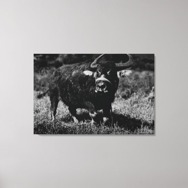 HawaiiA Water Buffalo  PhotographHawaii Canvas Print (Front)