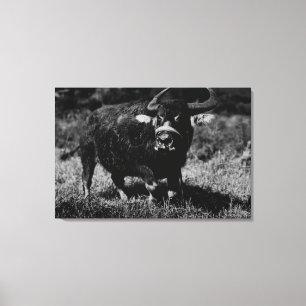 HawaiiA Water Buffalo PhotographHawaii Canvas Print