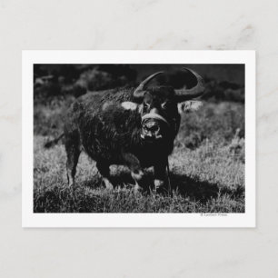 HawaiiA Water Buffalo PhotographHawaii Postcard