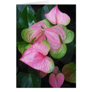 Hawaiian Anthurium