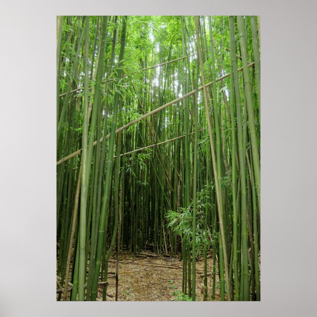 Hawaiian Bamboo Forest Poster (Front)