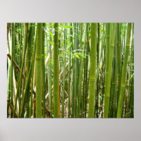 Hawaiian Bamboo