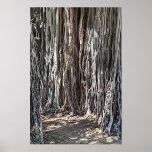 Hawaiian Banyan Tree Poster