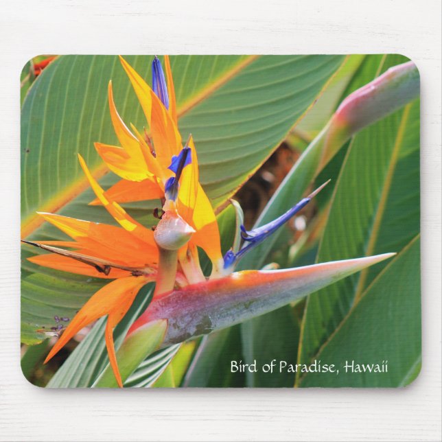 Hawaiian Bird of Paradise Mouse Pad (Front)