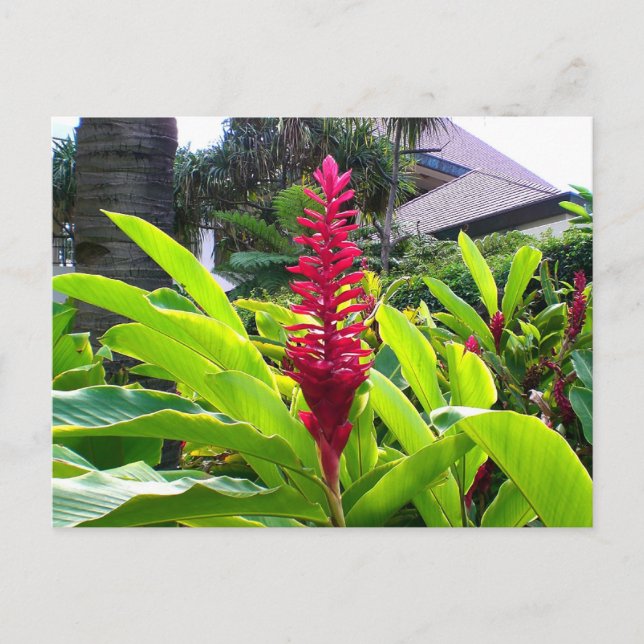 Hawaiian Bloom Postcard (Front)