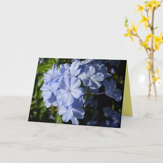 Hawaiian Blue Plumbago flower  Card (Yellow Flower)