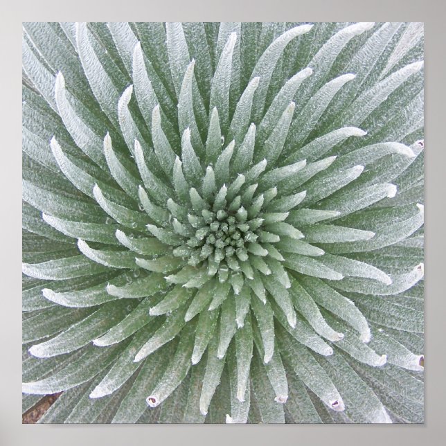 Hawaiian Cactus Succulent Poster (Front)