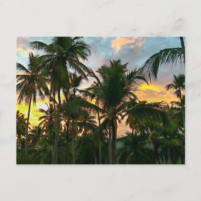 Hawaiian Exotic Beach Palm Trees Postcard (Front)