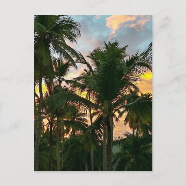 Hawaiian Exotic Beach Palm Trees Postcard (Front)