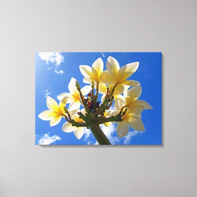 Hawaiian Frangipani Canvas Print (Front)