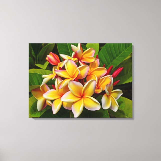 Hawaiian Frangipani Canvas Print (Front)