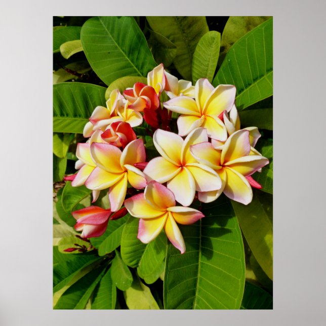 Hawaiian Frangipani Poster (Front)