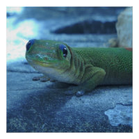 Hawaiian Gecko