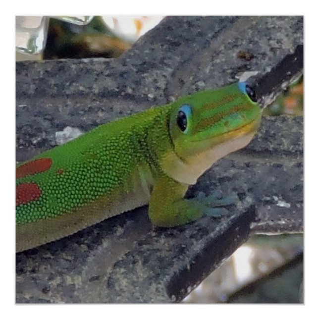 Hawaiian Gecko Poster (Front)