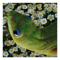 Hawaiian Gecko