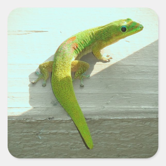 Hawaiian gecko stickers (Front)