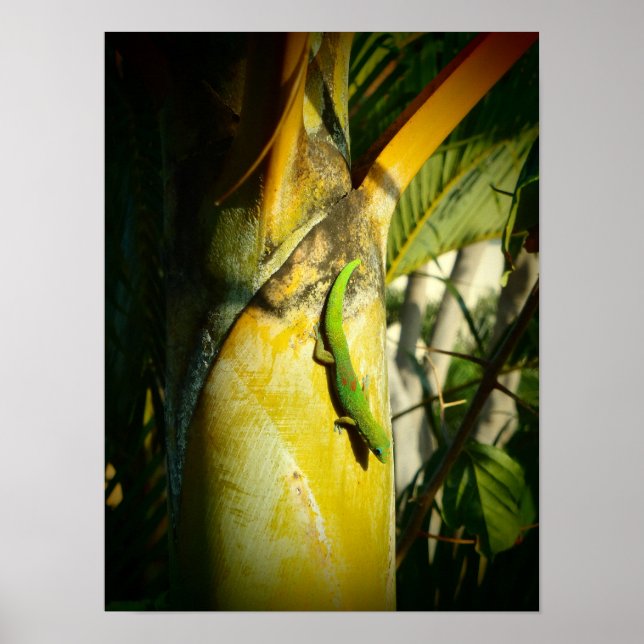 Hawaiian gecko tropical poster (Front)