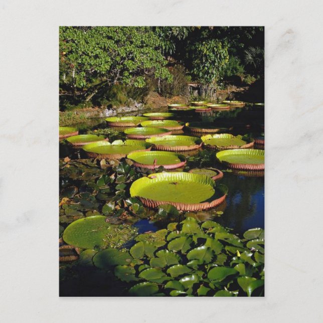 Hawaiian Giant Lily Pads Postcard (Front)