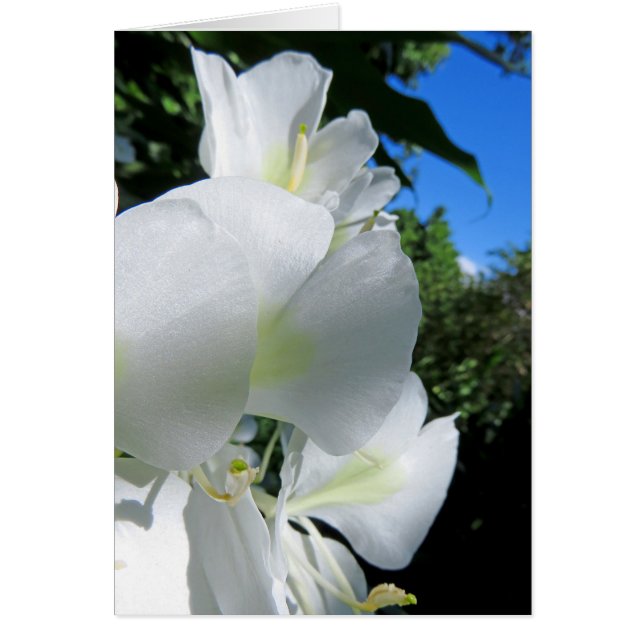 Hawaiian Ginger (Front)