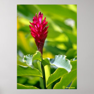 Hawaiian Ginger Poster