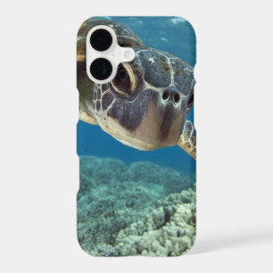 Hawaiian Green Sea Turtle