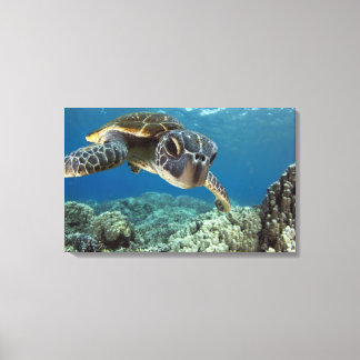 Hawaiian Green Sea Turtle Canvas Print
