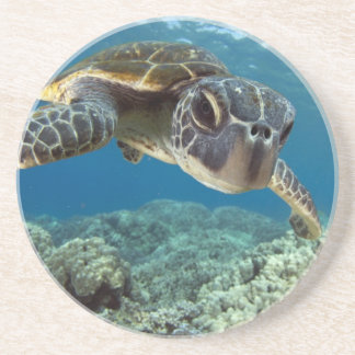 Hawaiian Green Sea Turtle Coaster