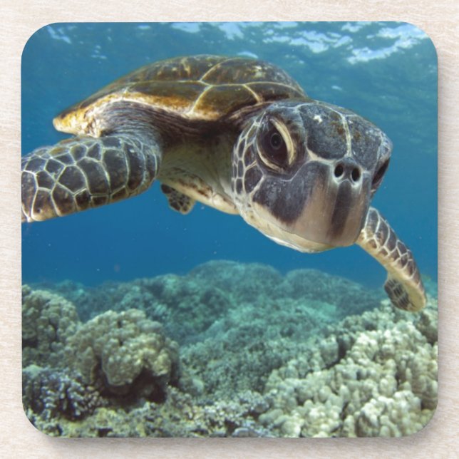 Hawaiian Green Sea Turtle Coaster (Front)