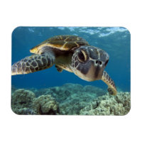 Hawaiian Green Sea Turtle