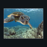 Hawaiian Green Sea Turtle Postcard<br><div class="desc">A Hawaiian gree sea turtle investigates his reflection in my dome port. © and ® Bigstock® - All Rights Reserved.</div>