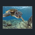 Hawaiian Green Sea Turtle Postcard<br><div class="desc">A Hawaiian gree sea turtle investigates his reflection in my dome port. © and ® Bigstock® - All Rights Reserved.</div>