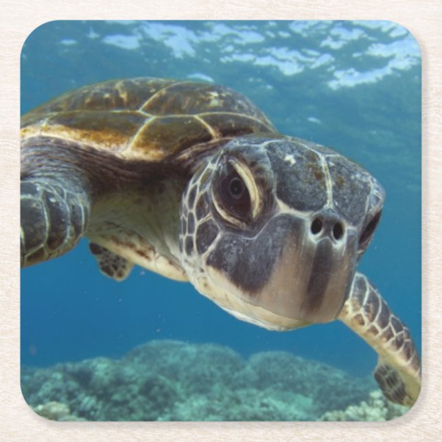 Hawaiian Green Sea Turtle Square Paper Coaster (Front)
