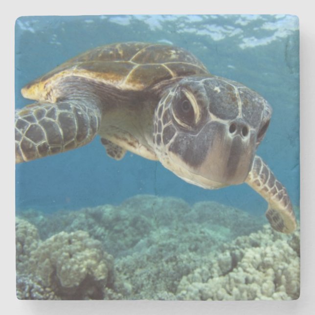 Hawaiian Green Sea Turtle Stone Coaster (Front)