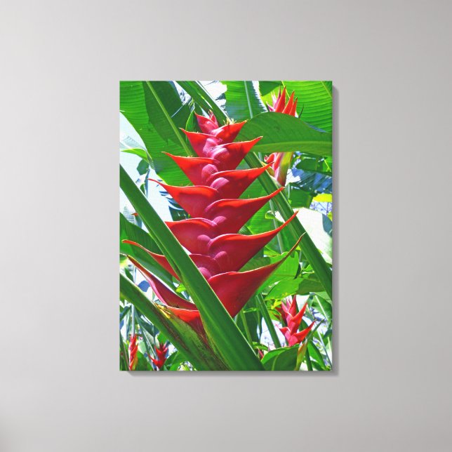 Hawaiian Heliconia Canvas Print (Front)