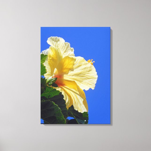 Hawaiian Hibiscus Canvas Print (Front)