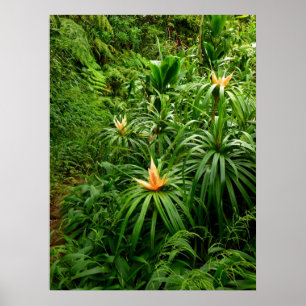 Hawaiian Hiking Trail Poster