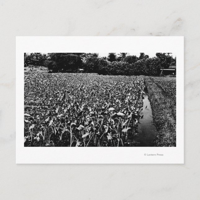 Hawaiian IslandsTaro Field PhotographHawaii Postcard (Front)