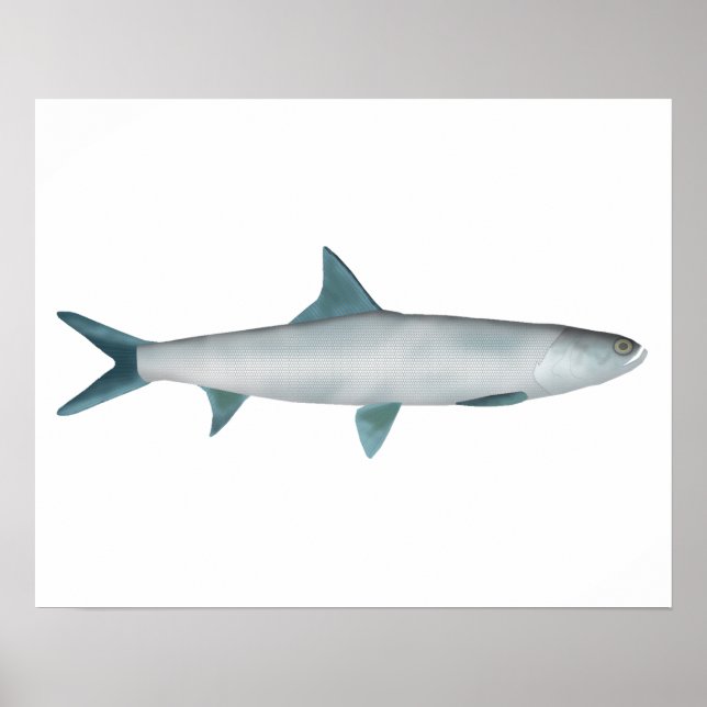 Hawaiian Ladyfish Poster (Front)
