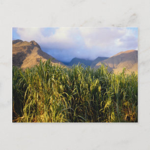 Hawaiian Landscape Postcard