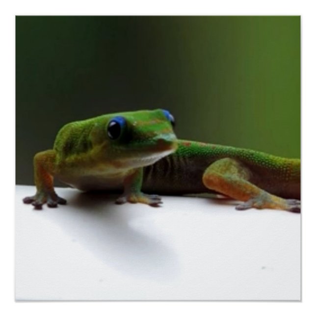 Hawaiian lizard Gecko Poster (Front)