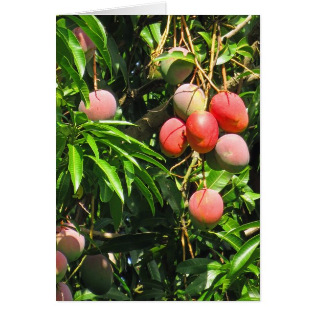 Hawaiian Mangoes (Front)