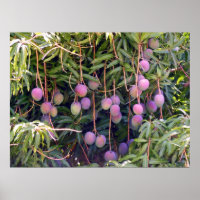 Hawaiian Mangoes