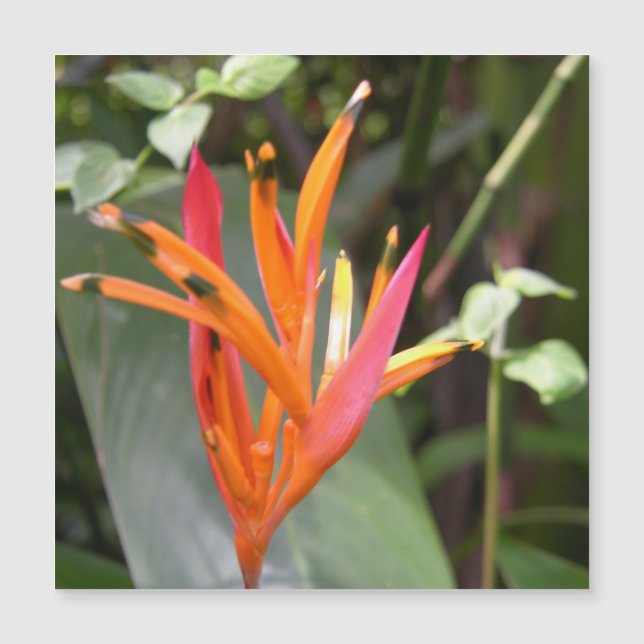 Hawaiian Orange Bird of Paradise Flower (Front)