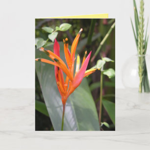 Hawaiian Orange Bird of Paradise Flower Square Wal Card