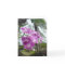HAWAIIAN ORCHID - Blank Note Card