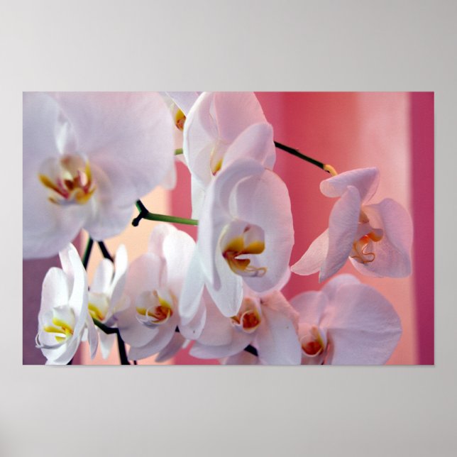 Hawaiian Orchids Number Four Poster (Front)