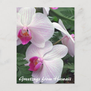 hawaiian orchids postcard