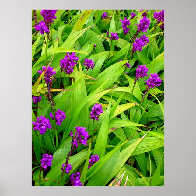 Hawaiian Orchids Poster (Front)