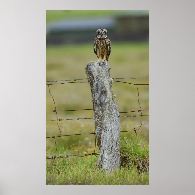 Hawaiian Owl Sitting on Fence Post Poster (Front)