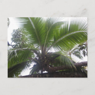 Hawaiian Palm Tree Close up Postcard